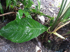Anthurium acutifolium
