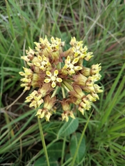 Asclepias macropus