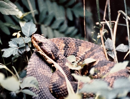 Cottonmouth