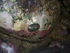 Chiton articulatus image