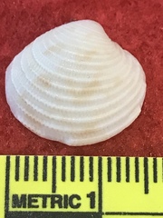 Chionopsis intapurpurea