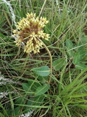 Asclepias macropus