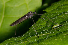 Gnophomyia tristissima