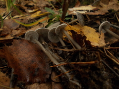 Tephrocybe rancida