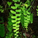Walking Maidenhair Fern - Photo (c) Nate Hartley, some rights reserved (CC BY-NC), uploaded by Nate Hartley