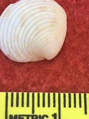 Chionopsis intapurpurea