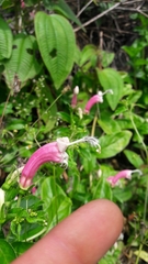 Centropogon cornutus