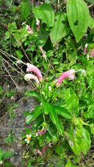 Centropogon cornutus