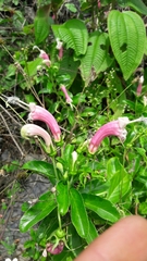 Centropogon cornutus