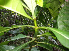 Psychotria grandis