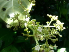 Psychotria grandis