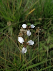 Moraea brevistyla