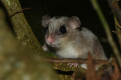 Chestnut Pogonomys photo 3