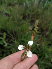 Moraea brevistyla