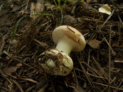 Leucocortinarius bulbiger