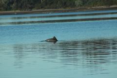Cephalorhynchus eutropia