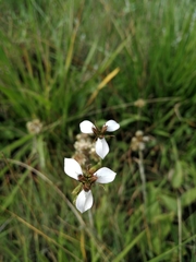 Moraea brevistyla