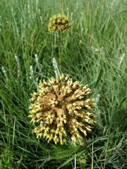 Asclepias macropus