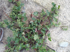 Chenopodiastrum erosum