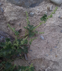 Chenopodiastrum erosum