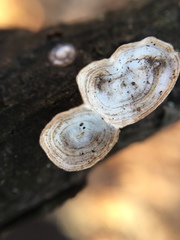 Poronidulus conchifer image
