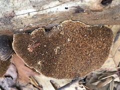 Daedaleopsis confragosa image