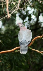 Patagioenas araucana