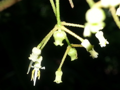 Miconia aguilarii