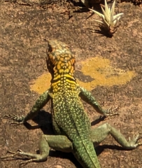Black Lava Lizard photo 4