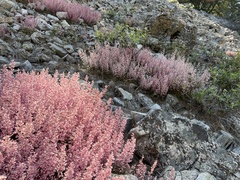 (c) nmoorhatch, some rights reserved (CC BY) Heuchera elegans, photograph (c) nmoorhatch, some rights reserved (CC BY)