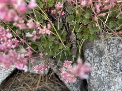 (c) nmoorhatch, some rights reserved (CC BY) Heuchera elegans, photograph (c) nmoorhatch, some rights reserved (CC BY)