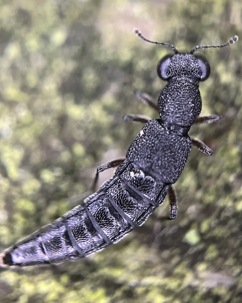 Stenus humilis