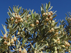 Diospyros austro-africana