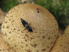Oxyporus maxillosus