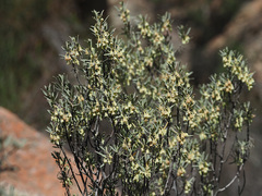 Diospyros austro-africana