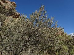 Diospyros austro-africana