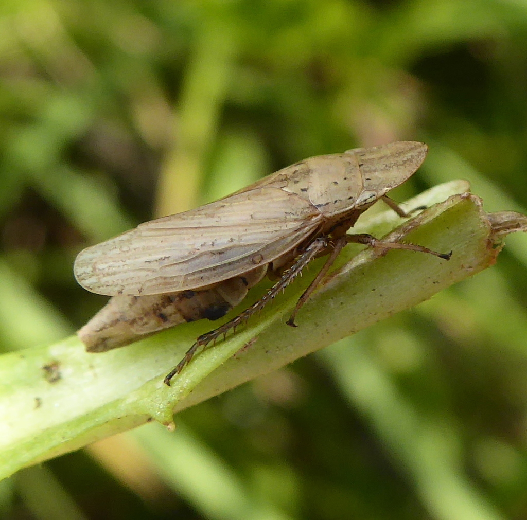 Glossocratina