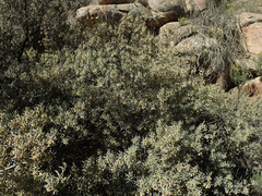 Diospyros austro-africana