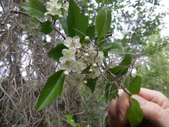Crataegus viridis