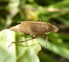 Glossocratus afzelii