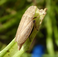 Glossocratus afzelii