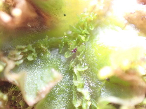 Image of Moerckia hibernica by no rights reserved