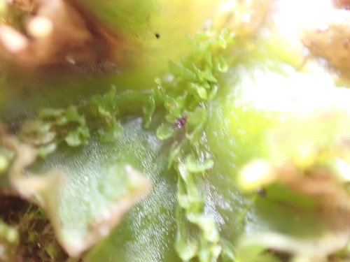 Image of Moerckia hibernica by no rights reserved