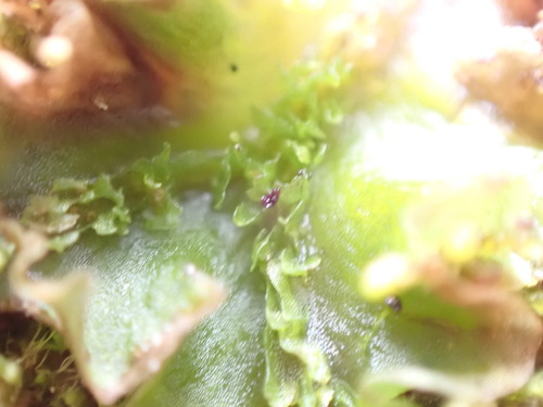Image of Moerckia hibernica by no rights reserved