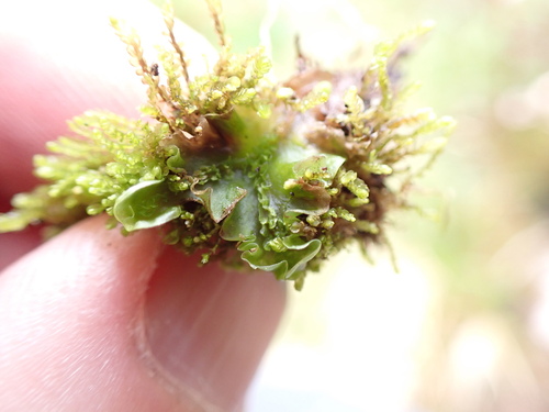 Image of Moerckia hibernica by no rights reserved
