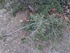 Quercus john-tuckeri