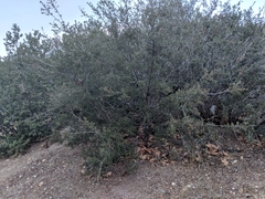 Quercus john-tuckeri