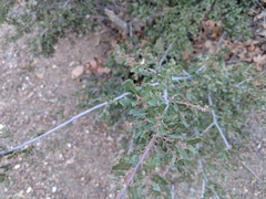 Quercus john-tuckeri