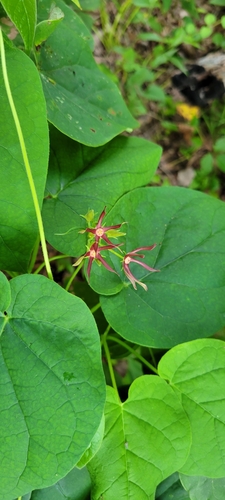 Image of Matelea obliqua by no rights reserved