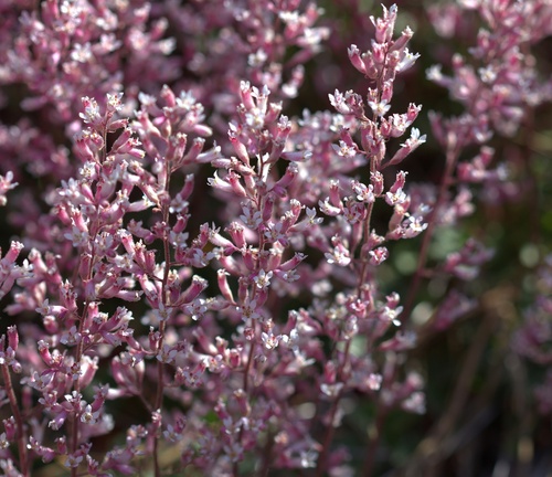 Heuchera elegans, photograph 4
